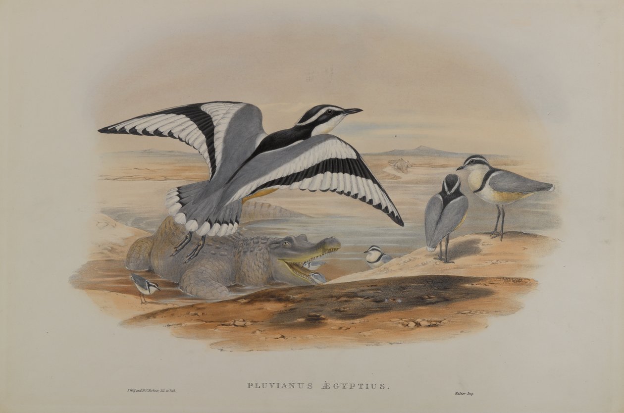 Pluvianus Aegyptius door John Gould