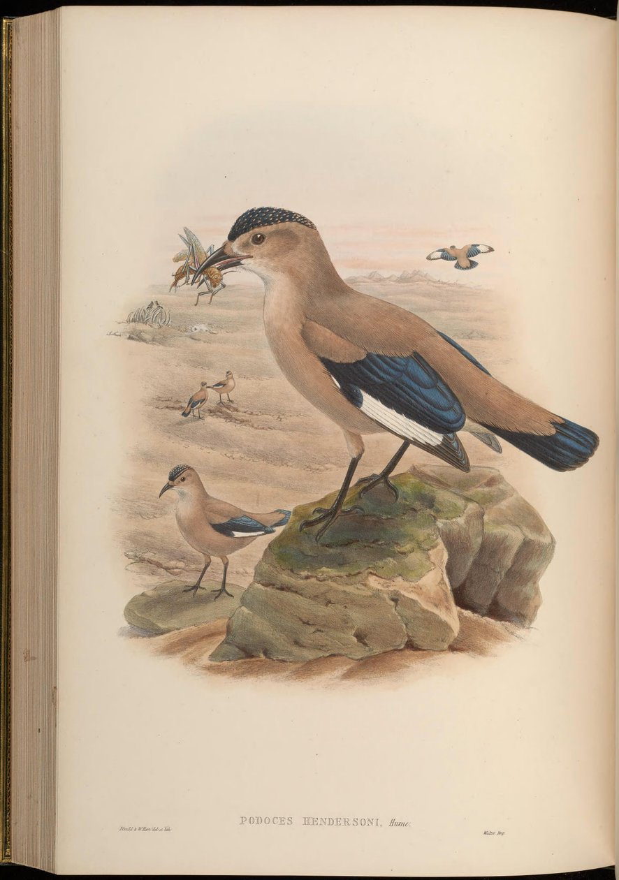 Podoces hendersoni door John Gould