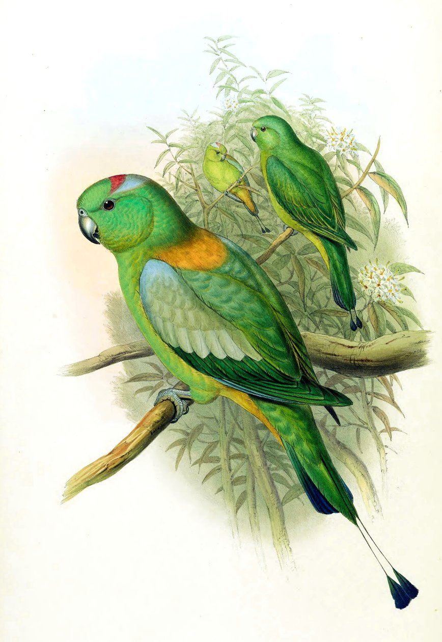 Prioniturus setarius = Prioniturus platurus door John Gould