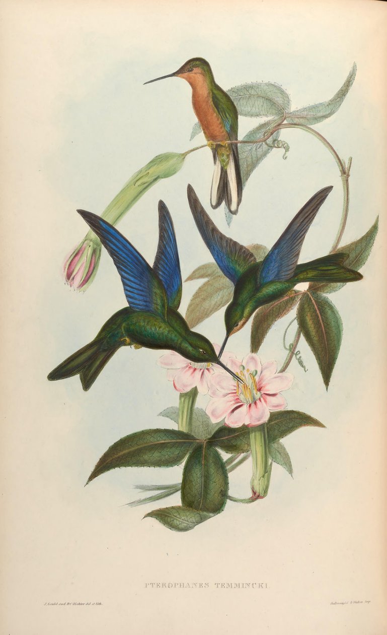 Pterophanes temmincki = Pterophanes cyanopterus door John Gould