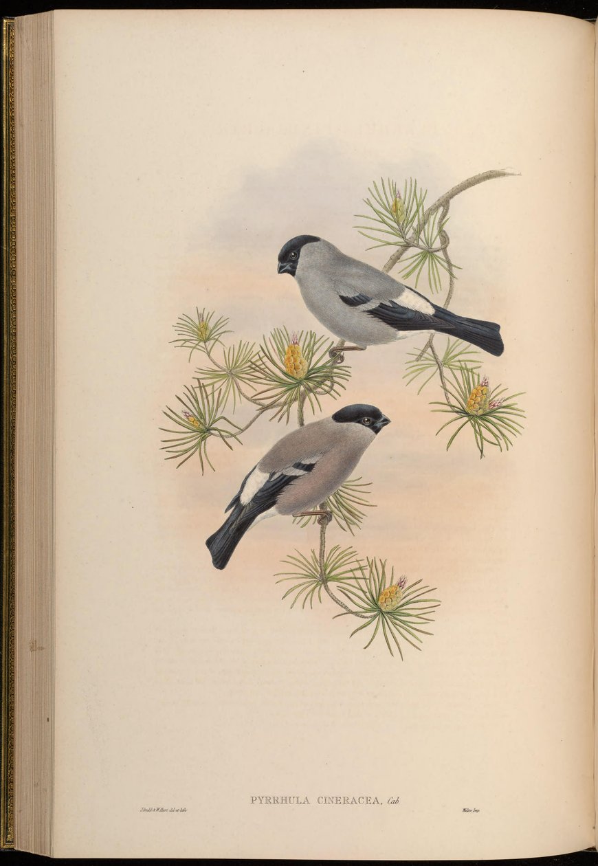 Pyrrhula cineracea = Pyrrhula pyrrhula cineracea door John Gould