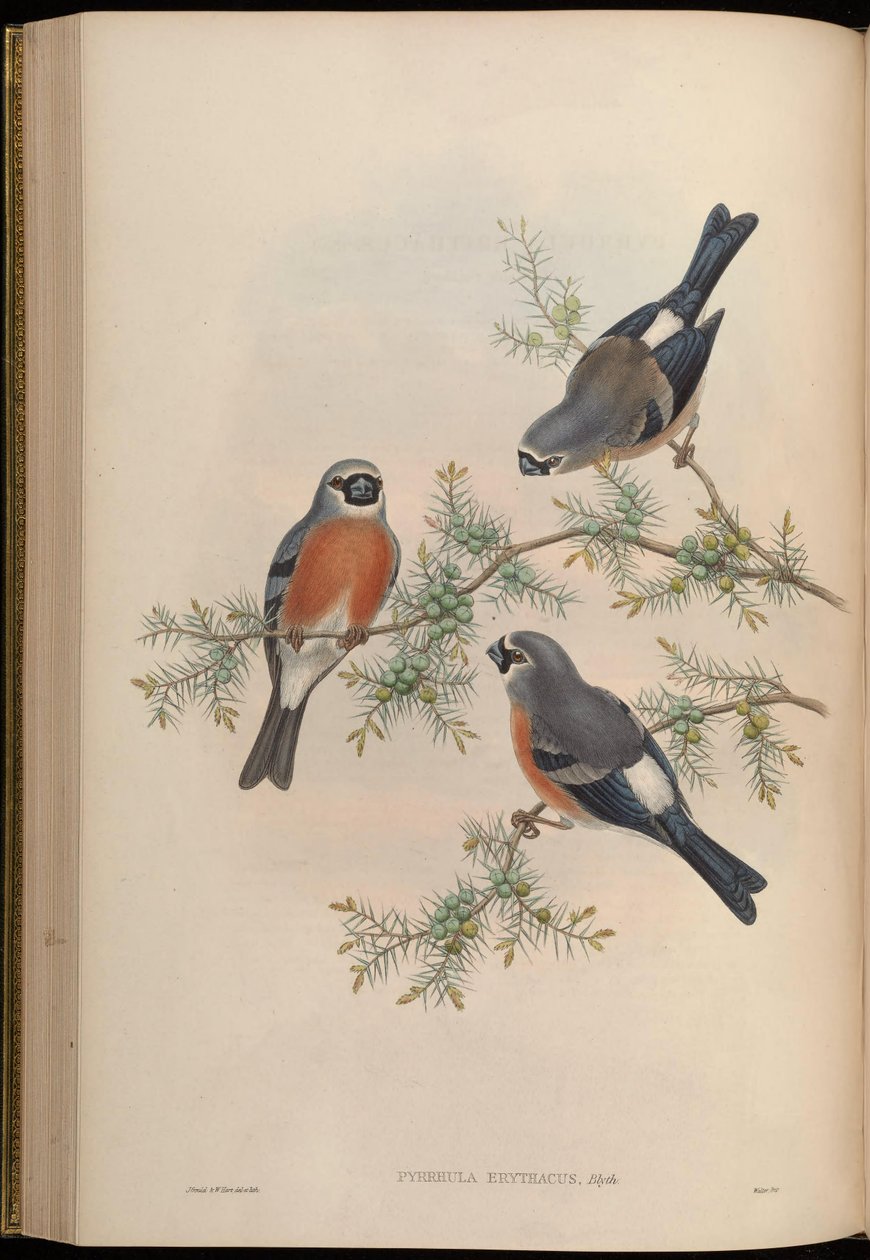Pyrrhula erithacus door John Gould