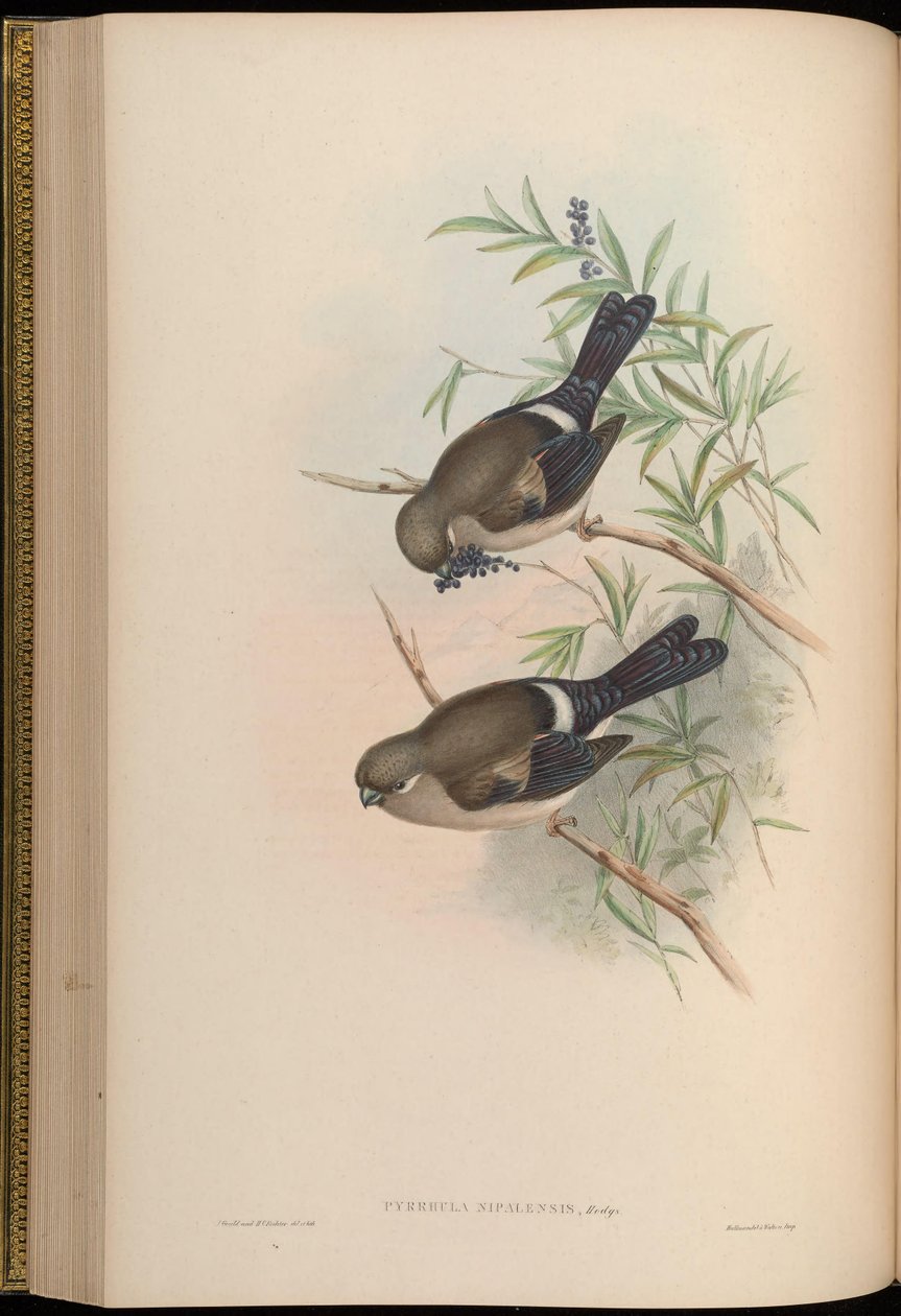 Pyrrhula nipalensis door John Gould