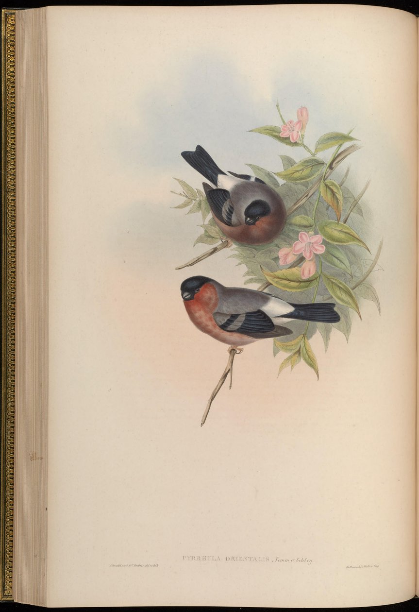Pyrrhula orientalis = Pyrrhula pyrrhula rosacea door John Gould
