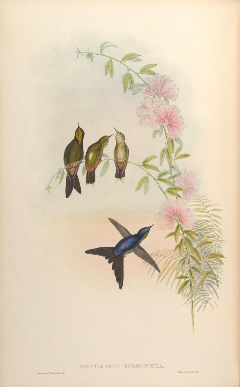 Ramphomicron microrhynchum door John Gould