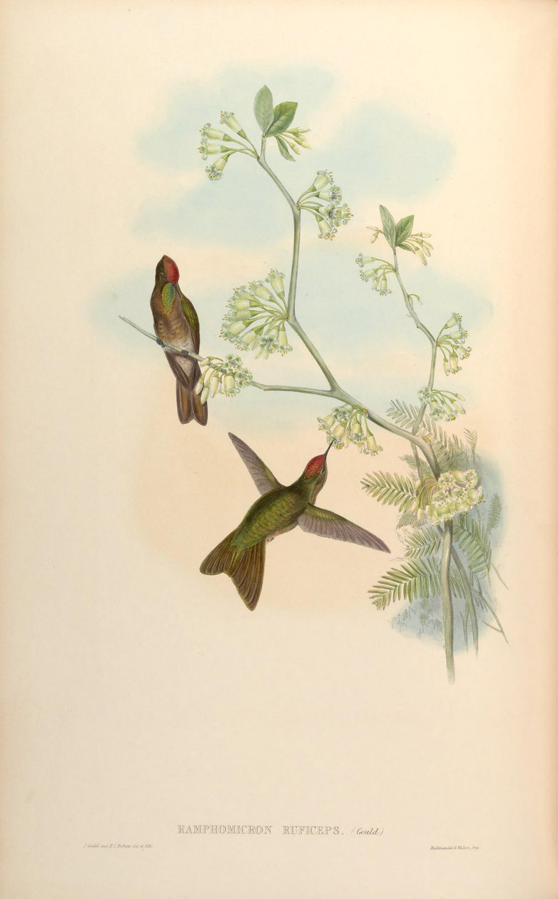 Ramphomicron ruficeps = Chalcostigma ruficeps door John Gould