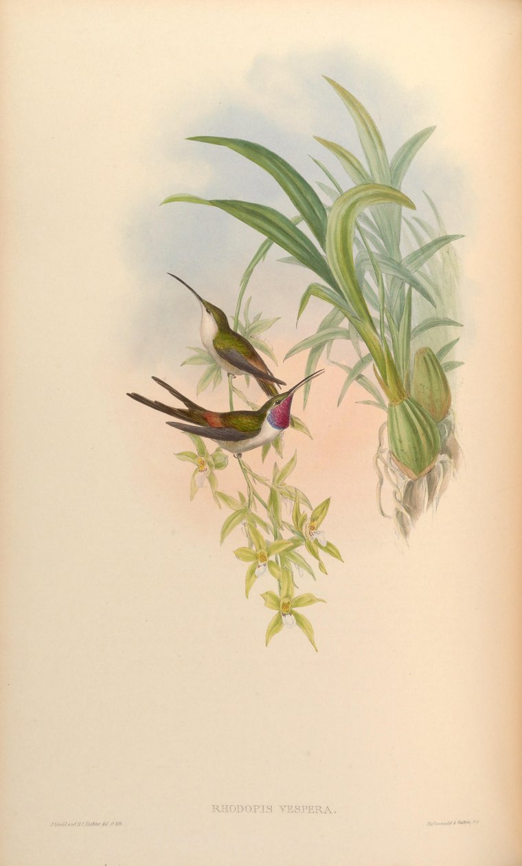 Rhodopis vesper door John Gould