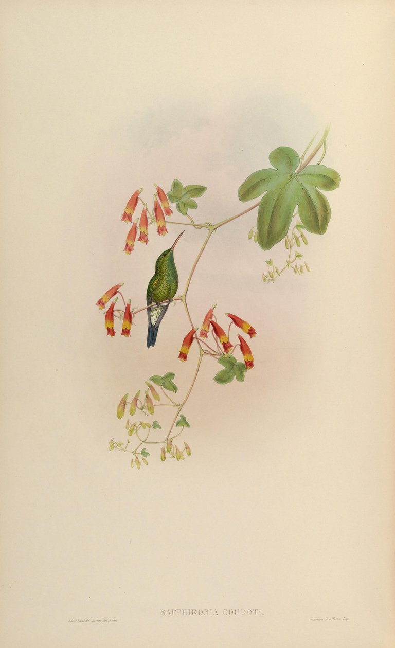 Lepidopyga goudoti door John Gould