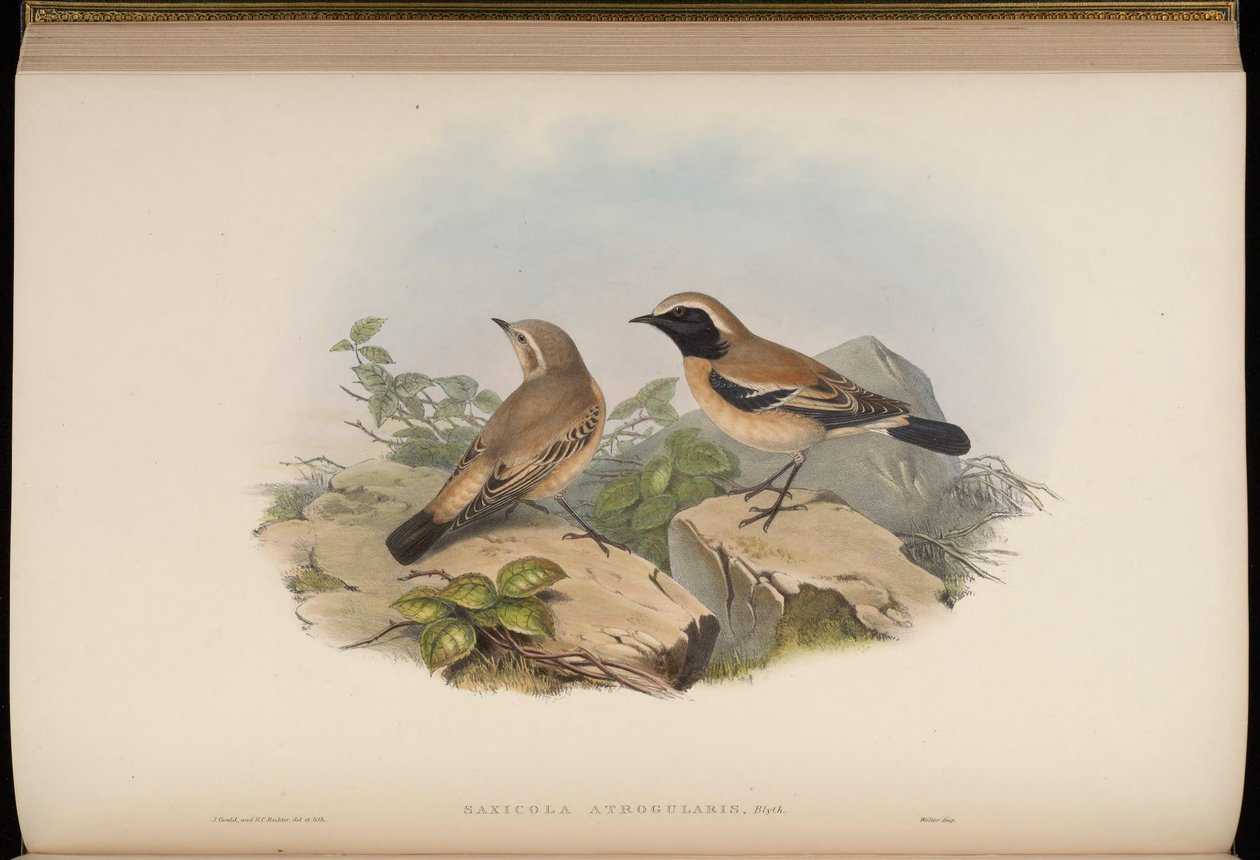Saxicola atrogularis = Oenanthe deserti door John Gould