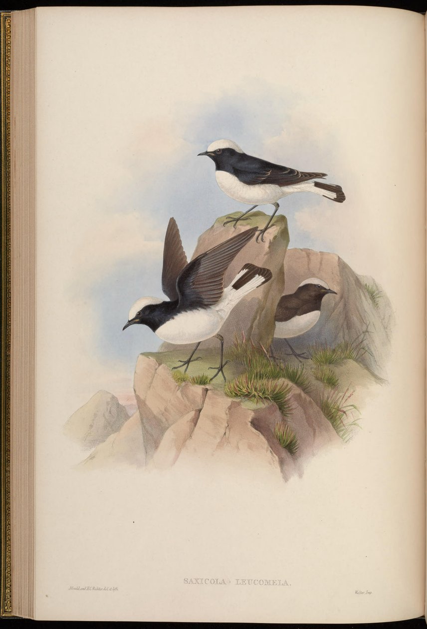 Saxicola leucomela = Oenanthe pleschanka door John Gould