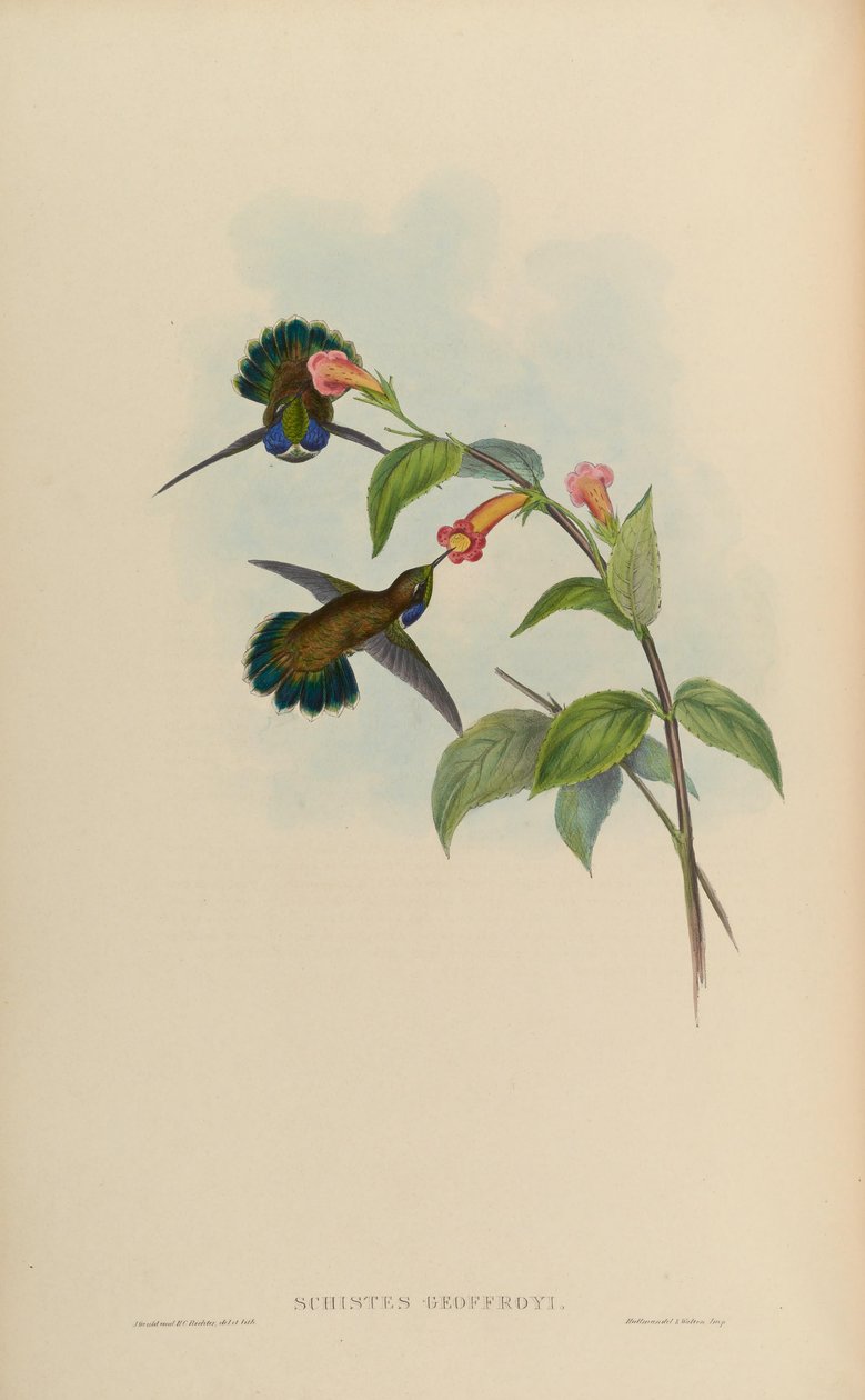 Schistes geoffroyi door John Gould