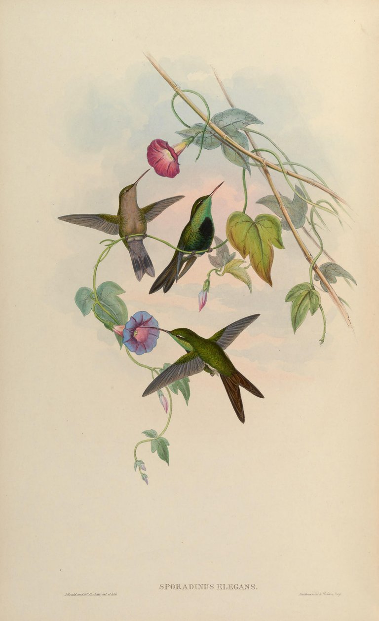 Chlorostilbon swainsonii door John Gould