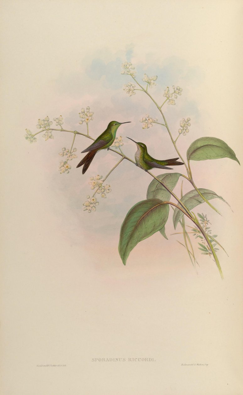 Chlorostilbon riccordii door John Gould