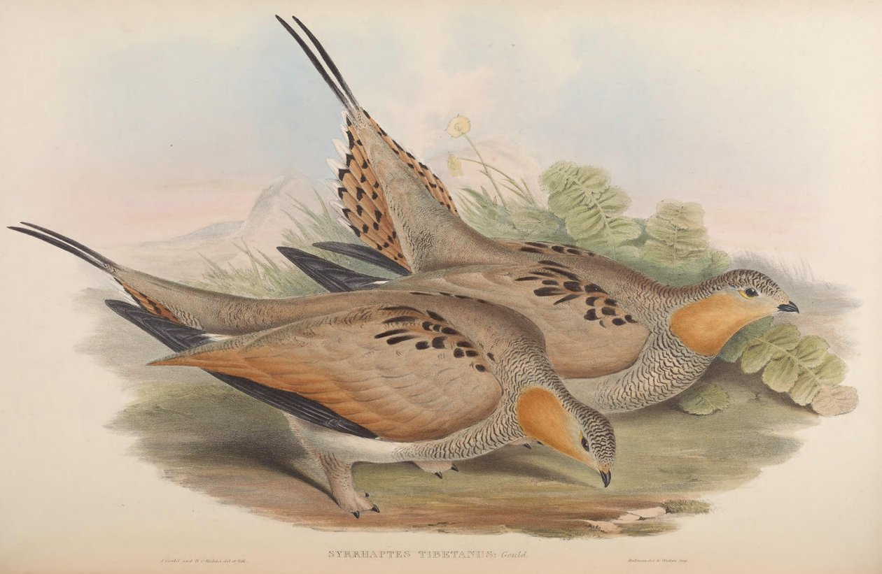 Syrrhaptes tibetanus door John Gould