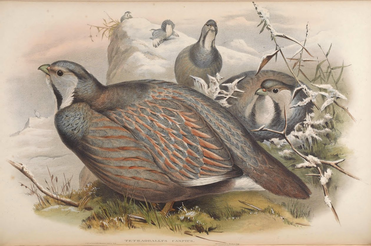 Tetraogallus caspius door John Gould