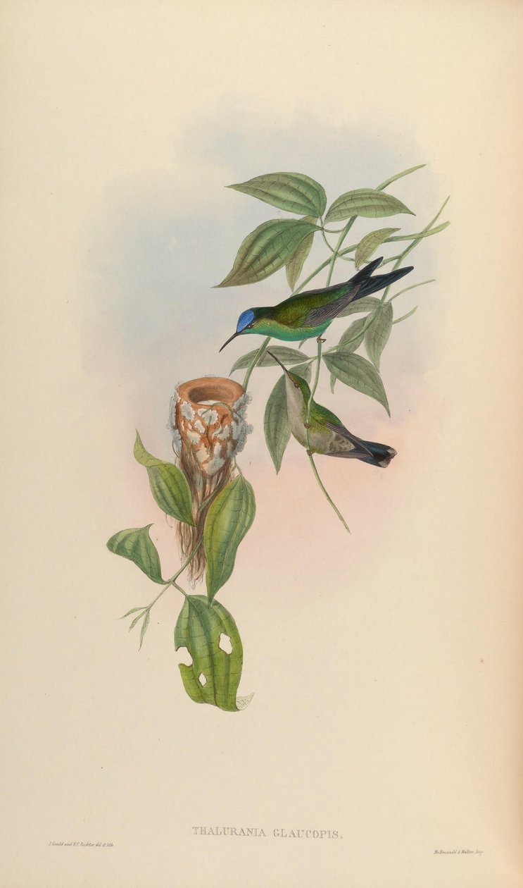 Thalurania glaucopis door John Gould