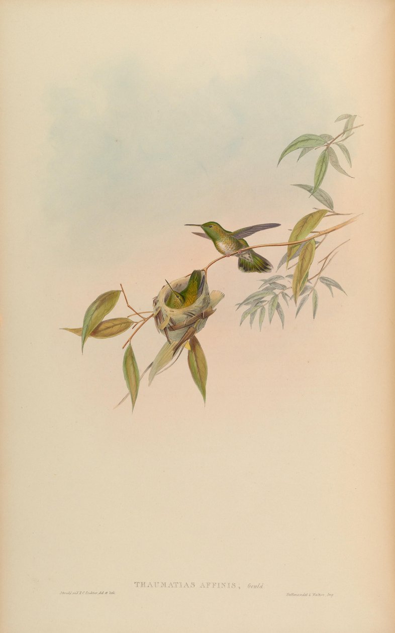 Thaumatias affinis door John Gould