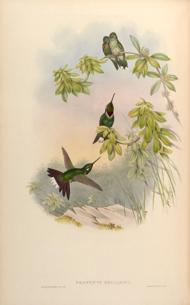 Urosticte benjamini door John Gould
