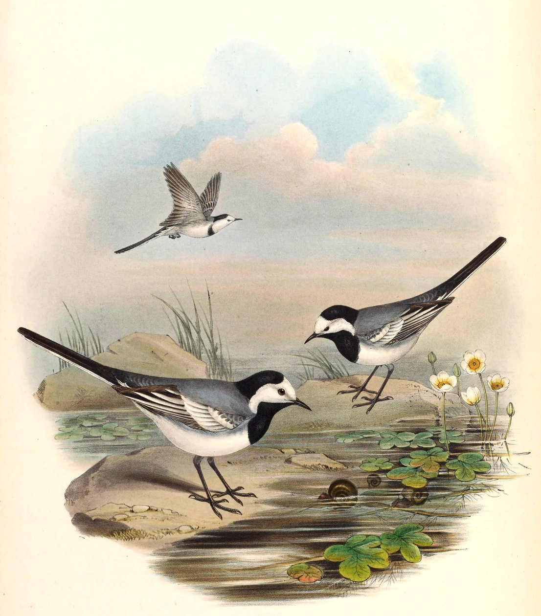 Witte kwikstaart (Bonte kwikstaart) Motacilla alba Linnaeus door John Gould