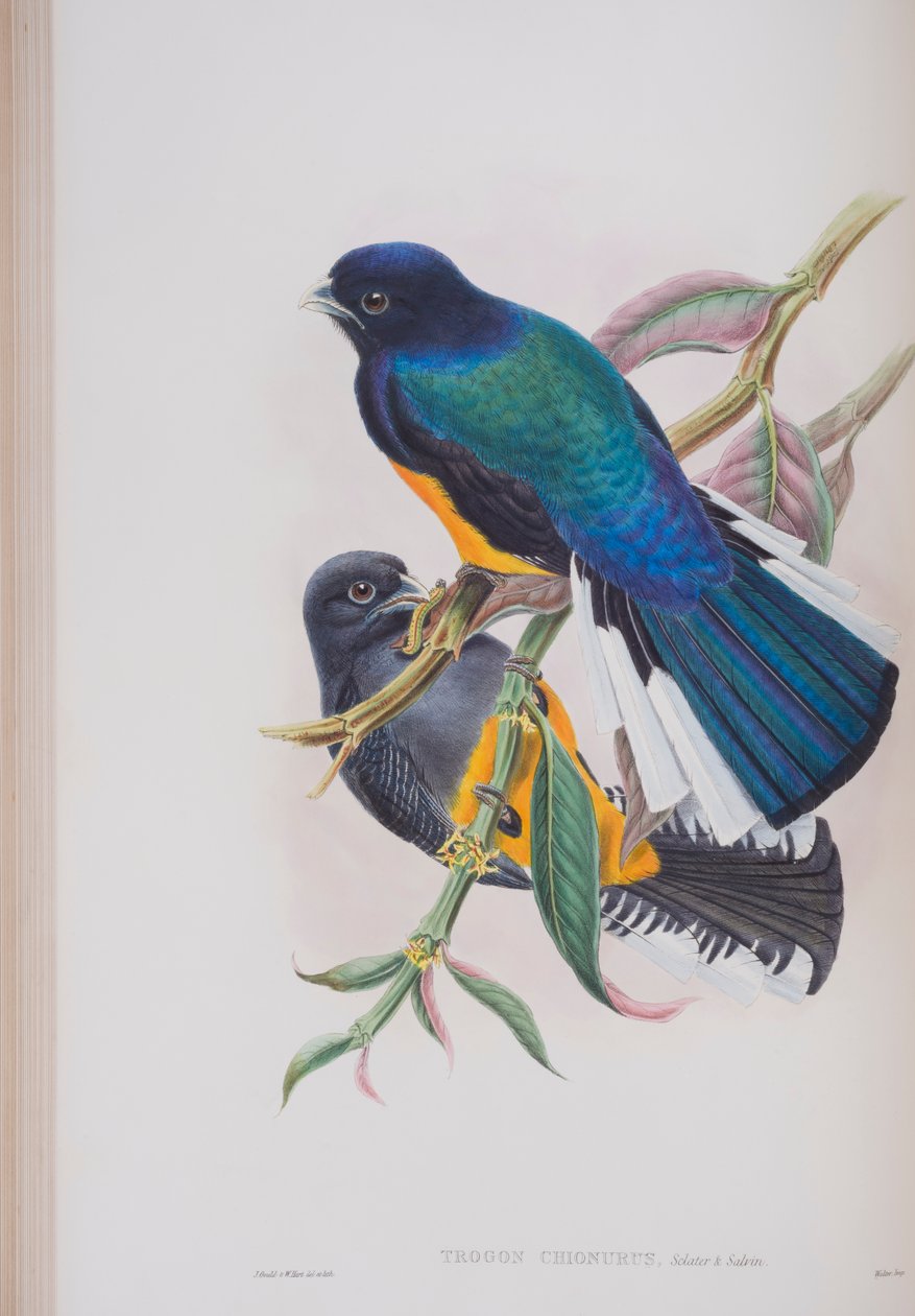 Witstaart Trogon, plaat uit The Birds of Great Britain door John Gould, gepubliceerd 1862-73 door John Gould