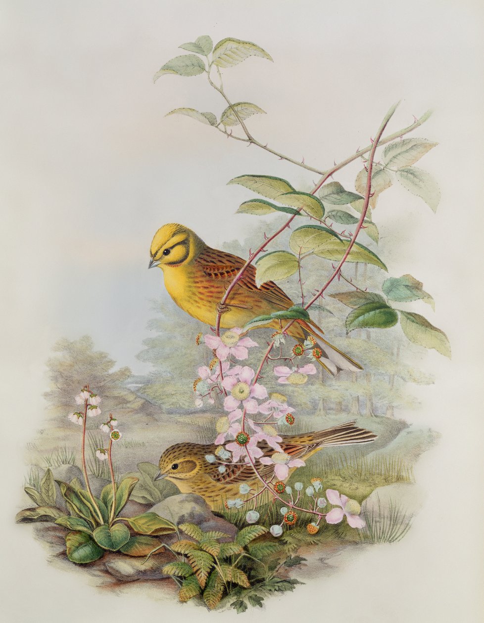 Geelgors, 1873 door John Gould