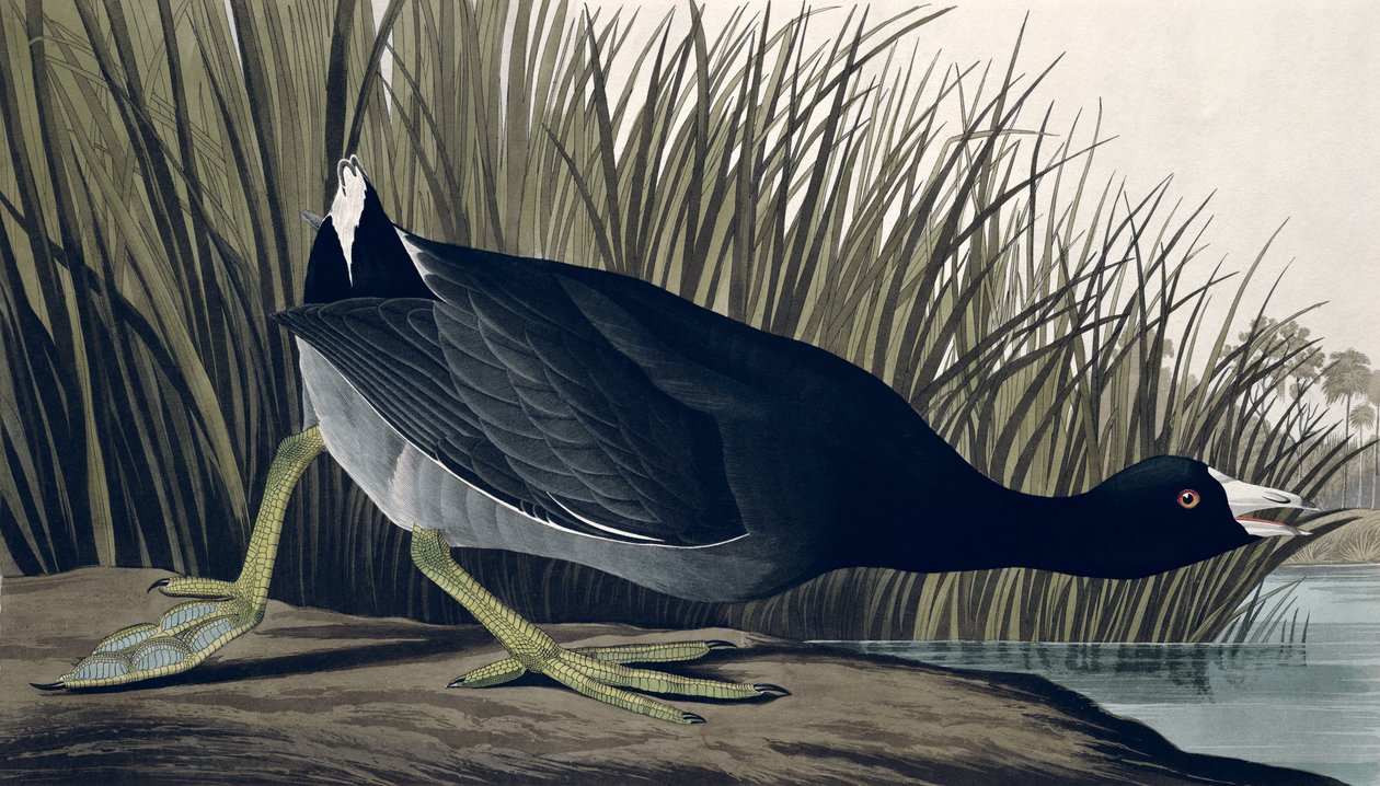 Amerikaanse Meerkoet, uit 