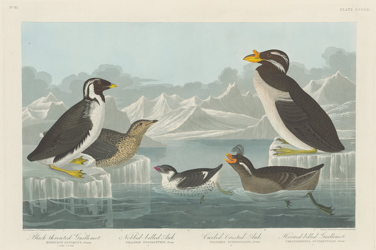 Zwartkeel Guillemot, Knobbelbek Alk, Krulkuif Alk en Gehoornde Guillemot, 1838 door John James Audubon