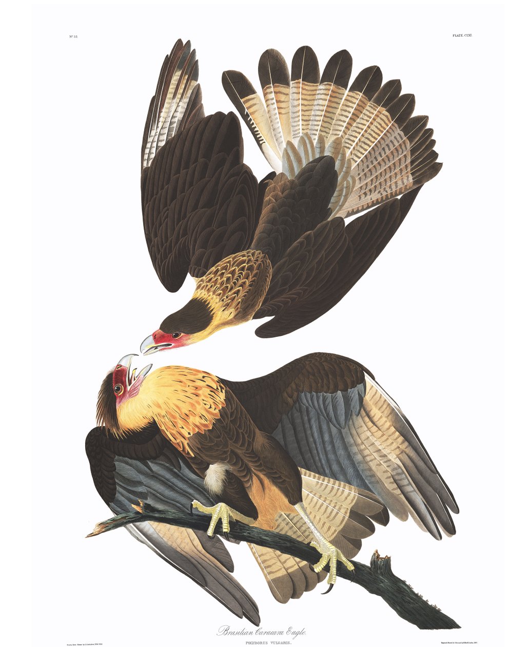 Braziliaanse Caracara Adelaar (Polyborus vulgaris) door John James Audubon