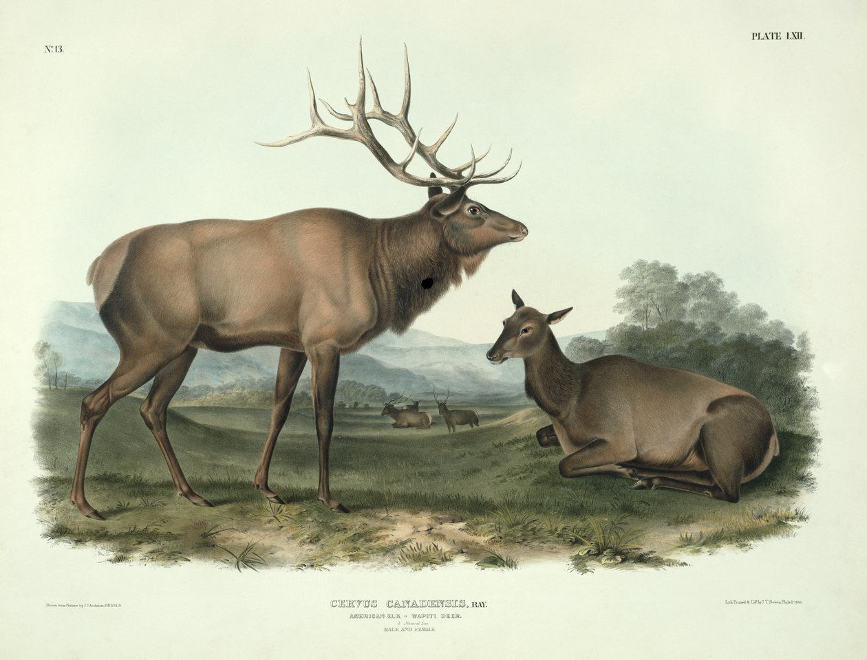 Cervus Canadensis (Amerikaanse Eland, Wapiti Hert), plaat 62 uit 