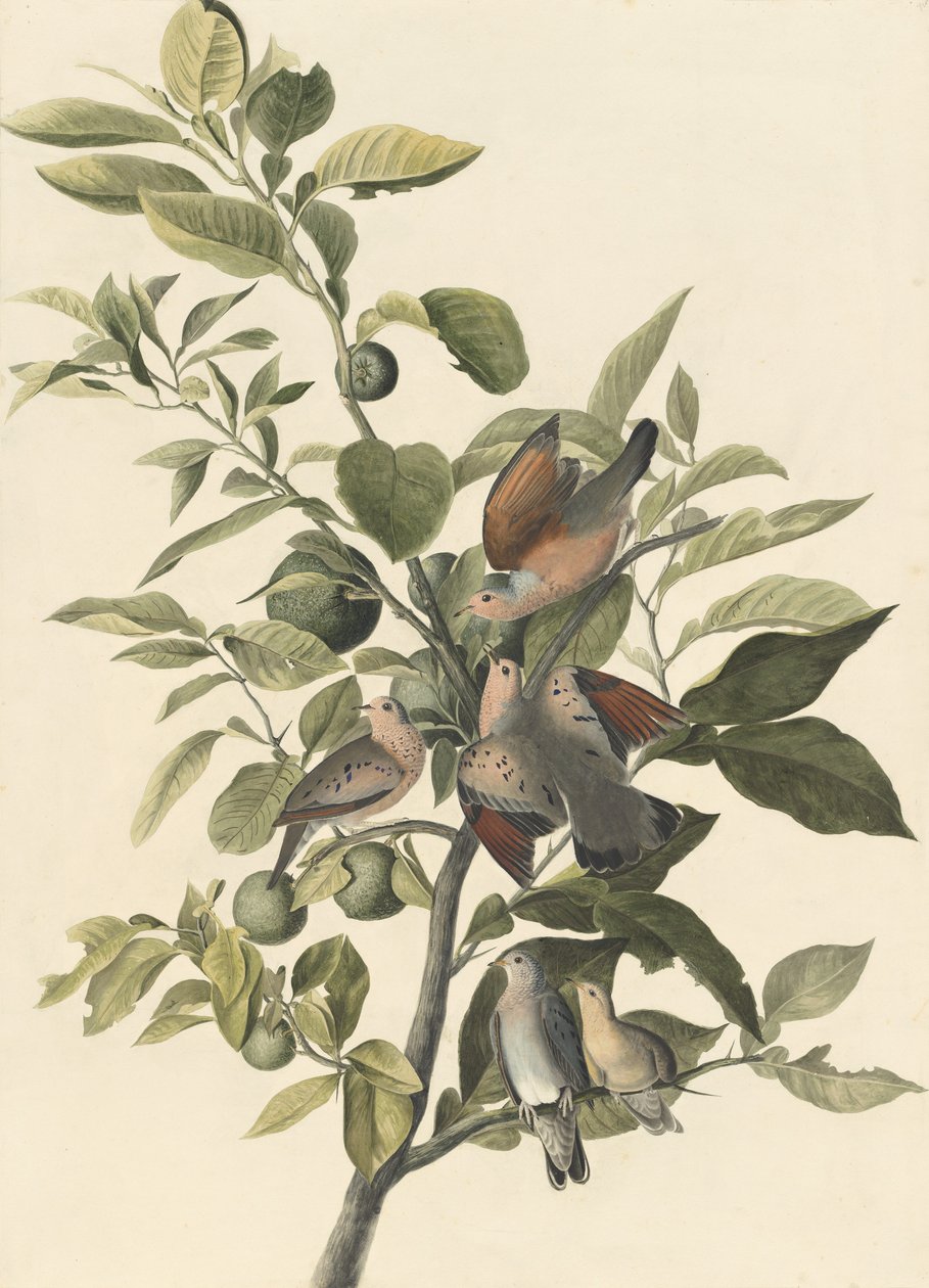 Grondduif door John James Audubon