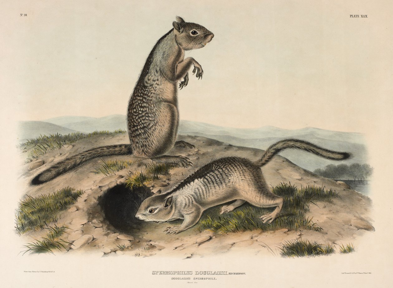 Douglasses spermatofiel (Spermophillus Douglassii) door John James Audubon