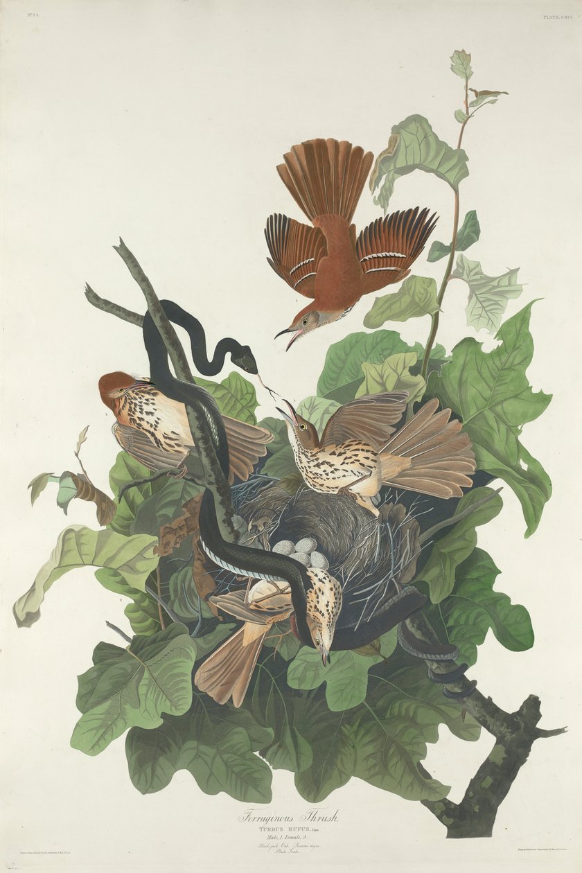 Roestbruine Lijster, 1831 door John James Audubon
