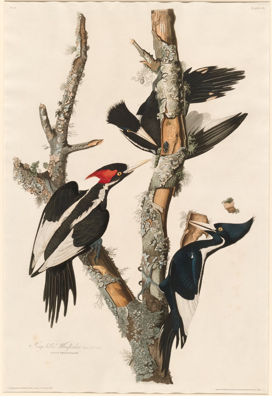 Ivoorbek Specht, 1829 door John James Audubon
