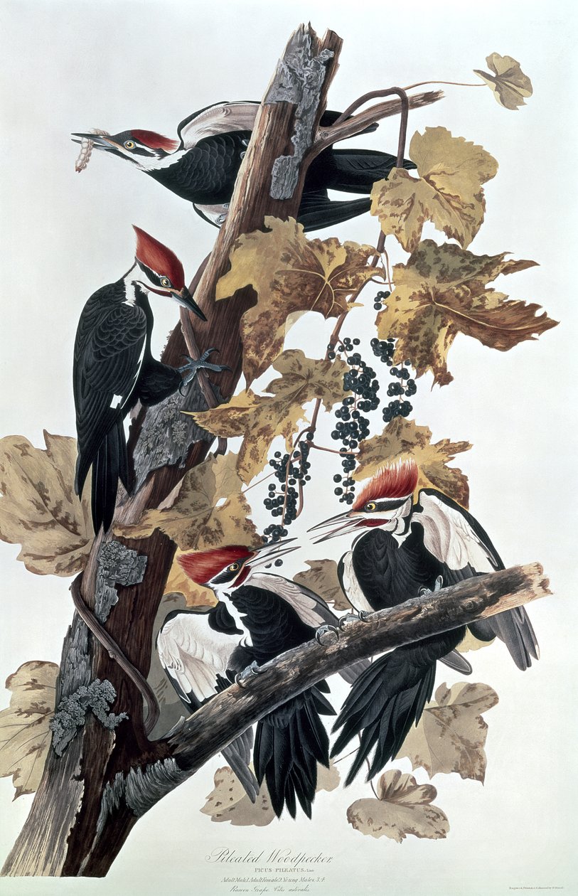 Grote Bonte Spechten door John James Audubon