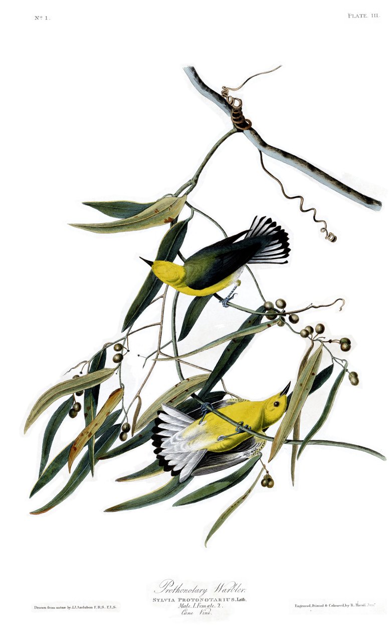 Plaat 3 van Birds of America door John James Audubon met Prothonotary Warbler door John James Audubon