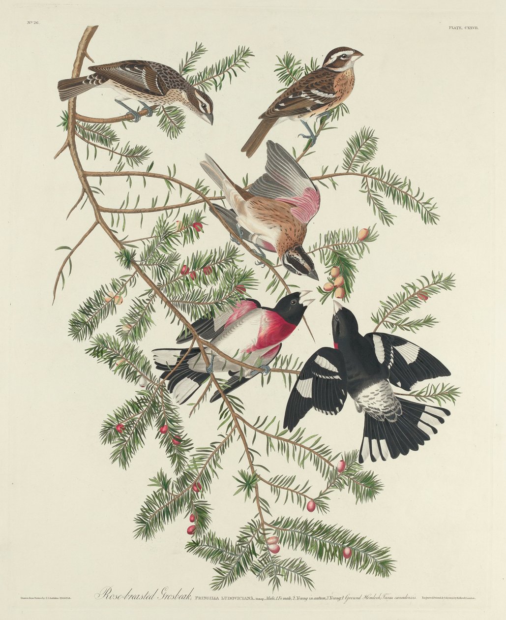 Roodborstgors, 1832 door John James Audubon