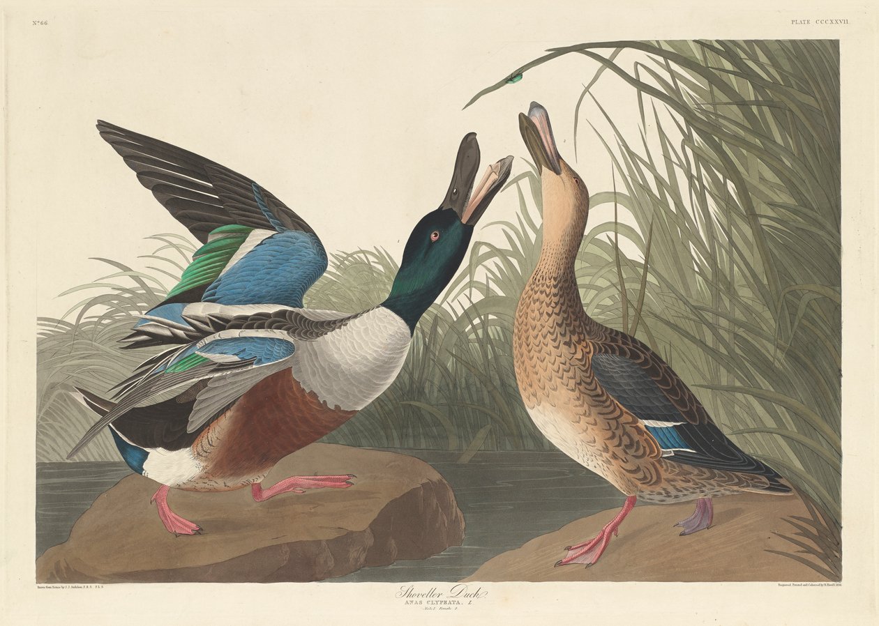 Slobeend, 1836 door John James Audubon