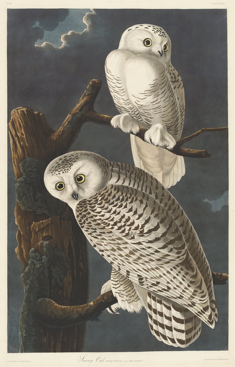 Sneeuwuil, 1831 door John James Audubon