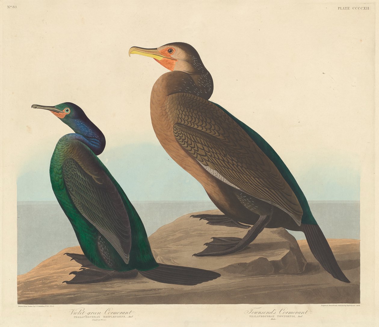 Violet-groene aalscholver en Townsends aalscholver, 1838 door John James Audubon