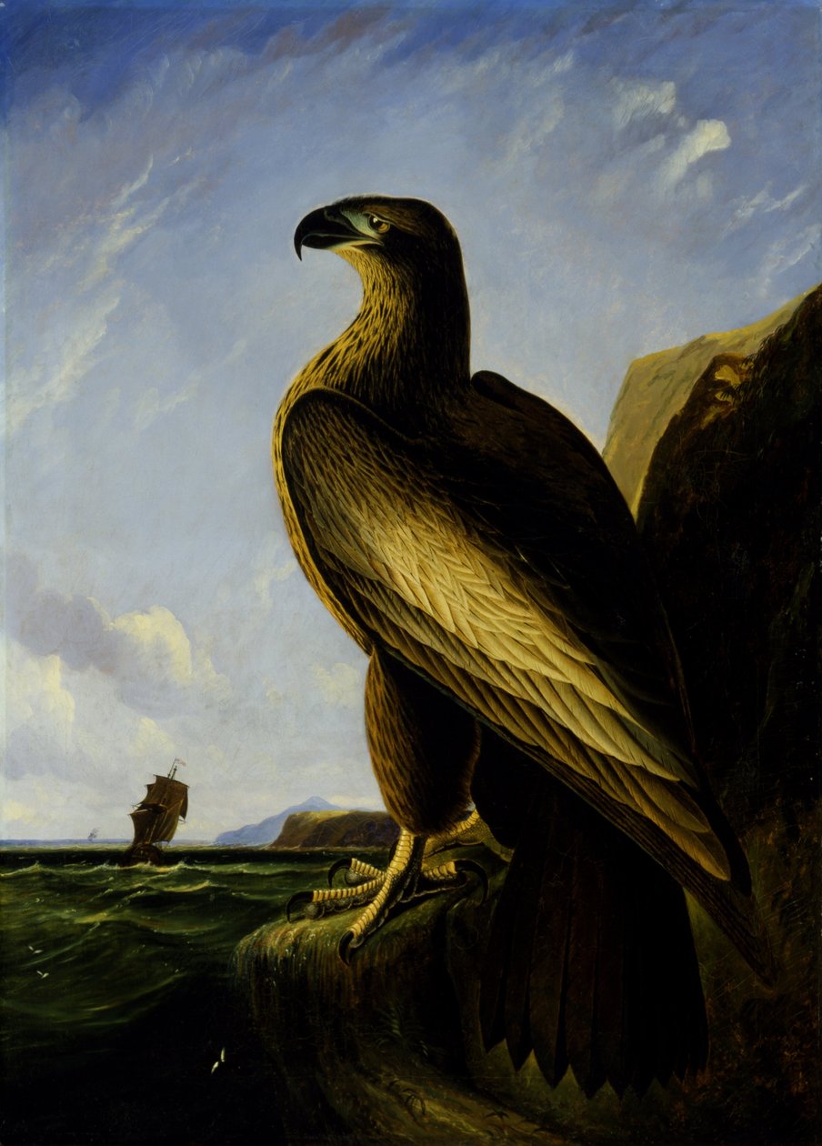 Washington Zeearend door John James Audubon