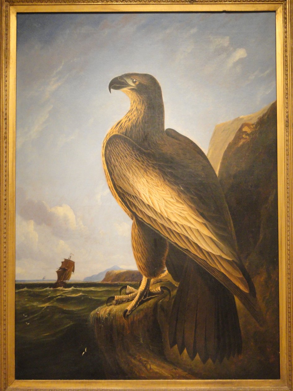 Washington zeearend door John James Audubon
