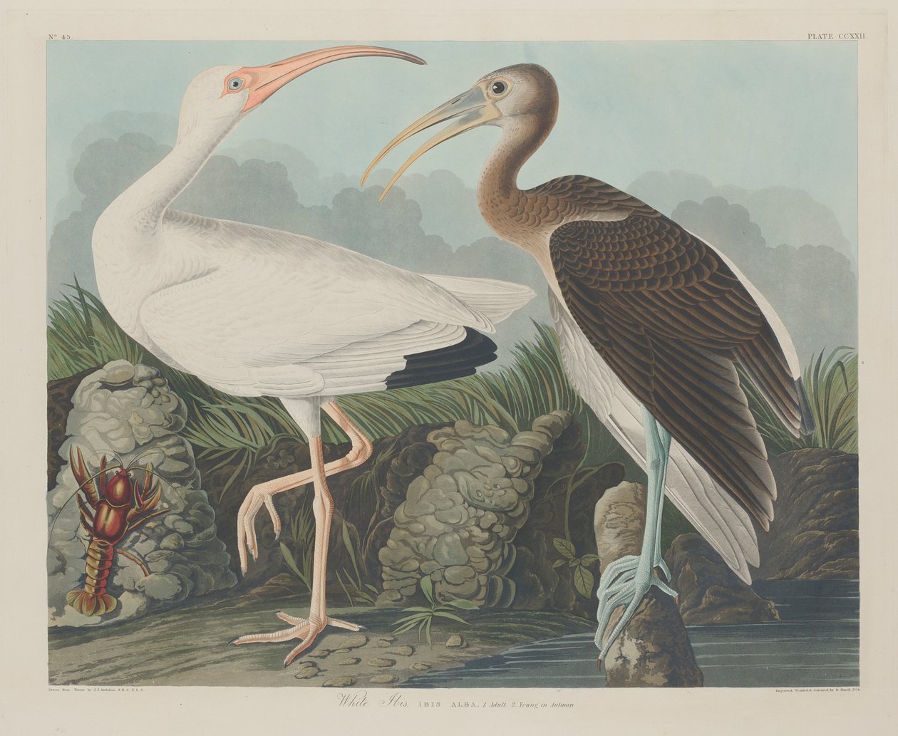 Witte Ibis, 1834 door John James Audubon