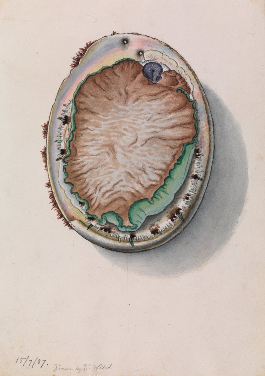 Groenlip Abalone, Haliotis laevigata door John James Wild
