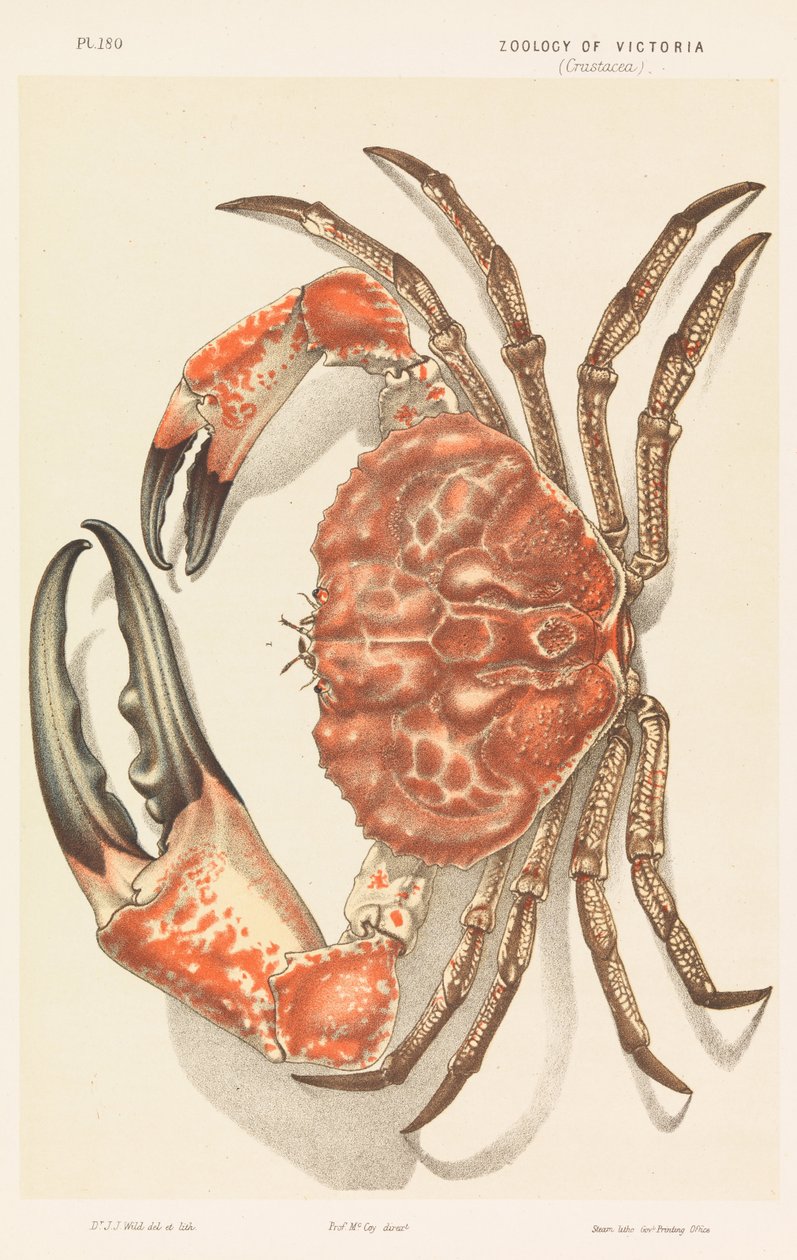 Tasmaanse Reuzenkrab, Pseudocarcinus gigas door John James Wild