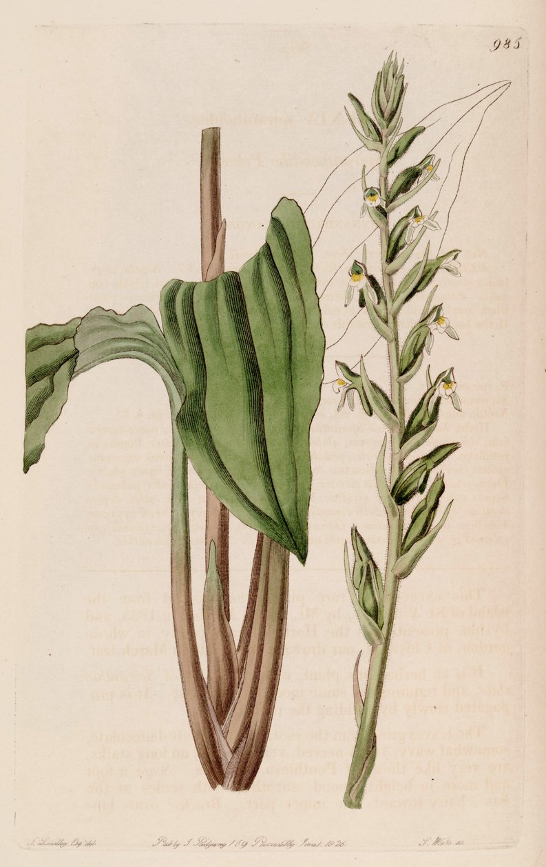 Illustratie van Pelexia adnata (als syn. Pelexia spiranthoides) door John Lindley