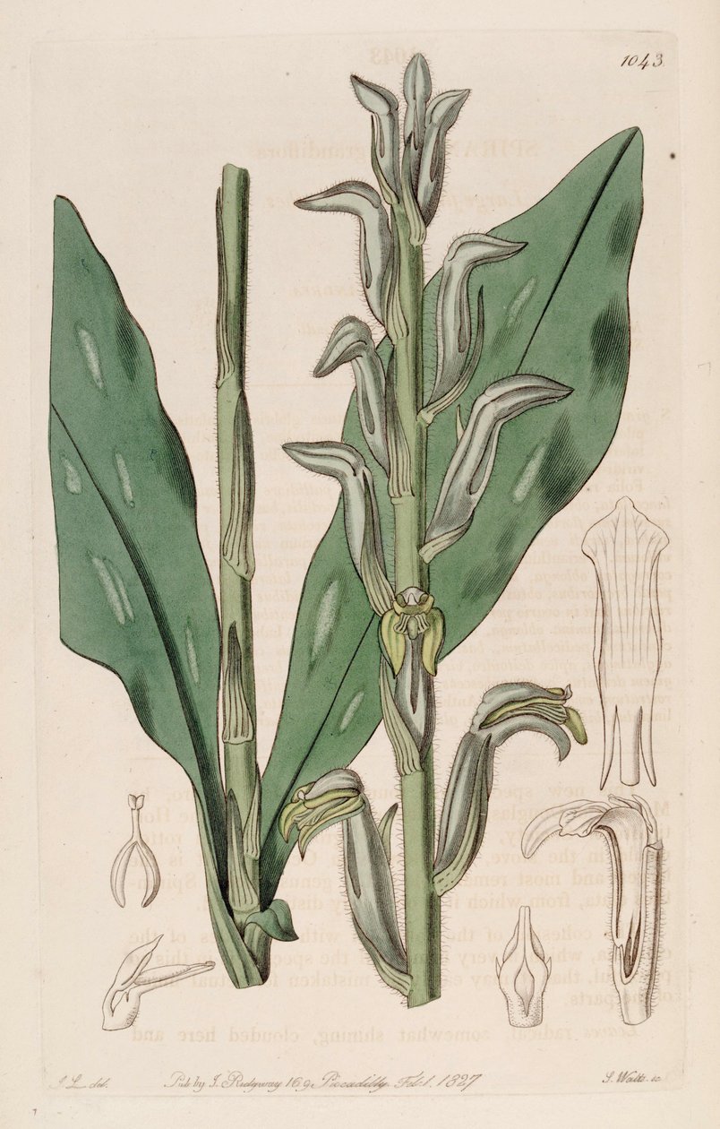 Illustratie van Sarcoglottis grandiflora (als syn. Spiranthes grandiflora) door John Lindley