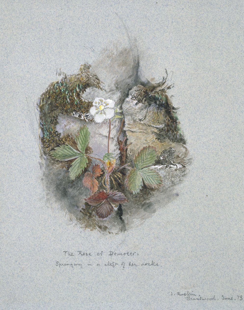 Een wilde aardbeienplant, 5 - 6 juni 1873 door John Ruskin