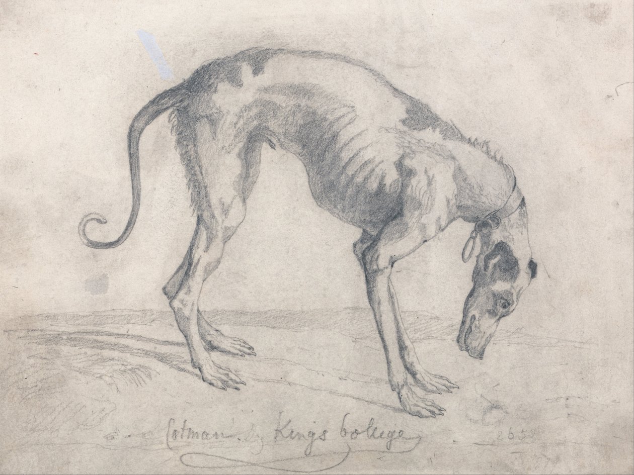 Een uitgehongerde windhond door John Sell Cotman