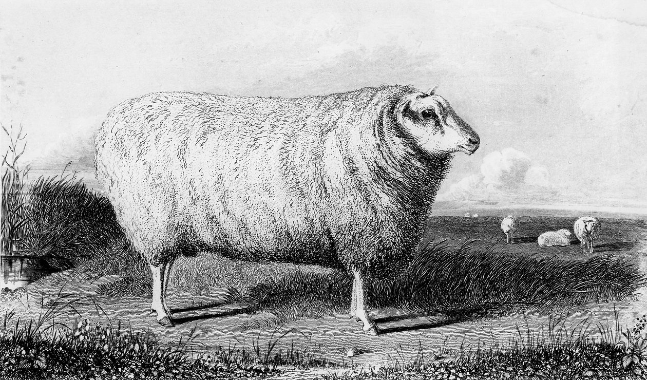 Een Leicester ram, gegraveerd door Thomas Landseer door John Sheriff
