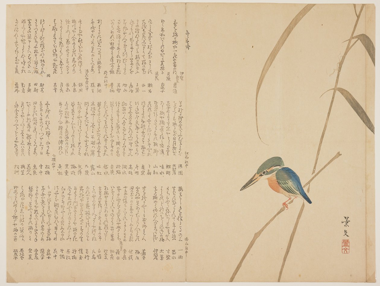 IJsvogel op riet, c. 1818-1829 door John Thomas Barber Beaumont